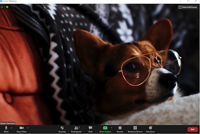 THese 16 funny backgrounds for Zoom feature some laugh-worthy pups.