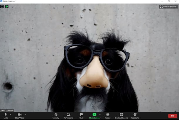 picture Funny Dog Pfp For Zoom these 16 funny zoom backgrounds include