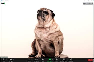 These 18 dog Zoom backgrounds are some barking good.