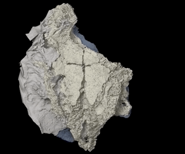 Ancient bony fish forces rethink of how sharks evolved