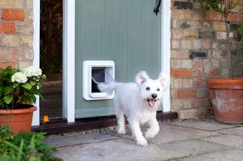 best electronic dog doors