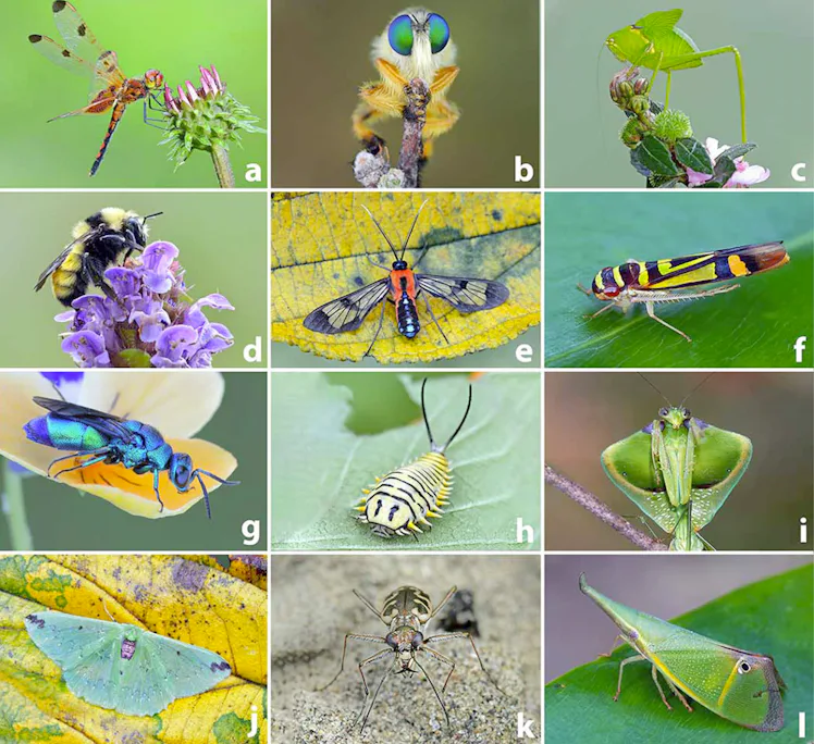 Too Many Insects A rapidly declining insect population spells trouble for humans