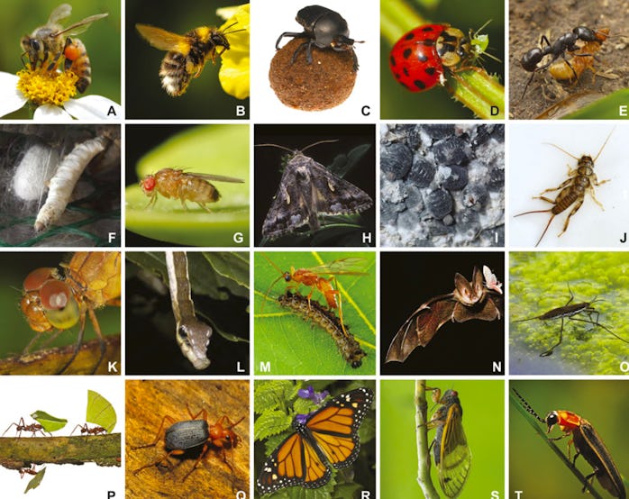 A rapidly declining insect population spells trouble for humans