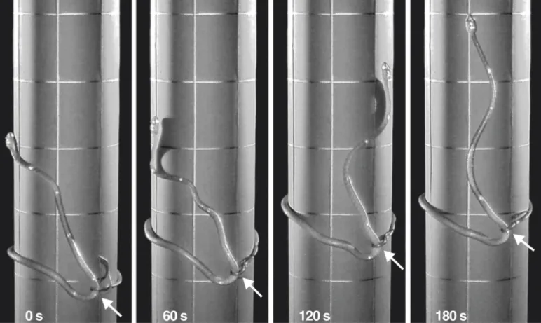 Video: Scientists discover new mode of ‘snake locomotion’