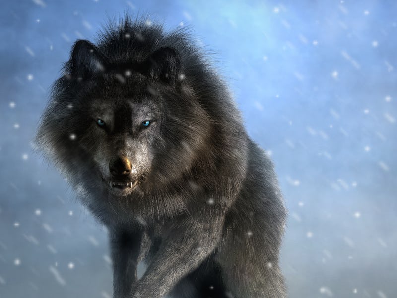 A large shaggy dire wolf bares its wicked teeth as it glares at you with deep blue eyes.