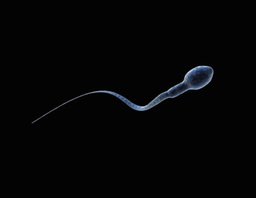 Microscopic image of a single sperm
