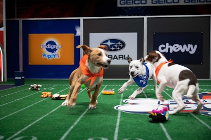 The Puppy Bowl is back for 2021, and there are new puppy cheerleaders hitting the field this year. 