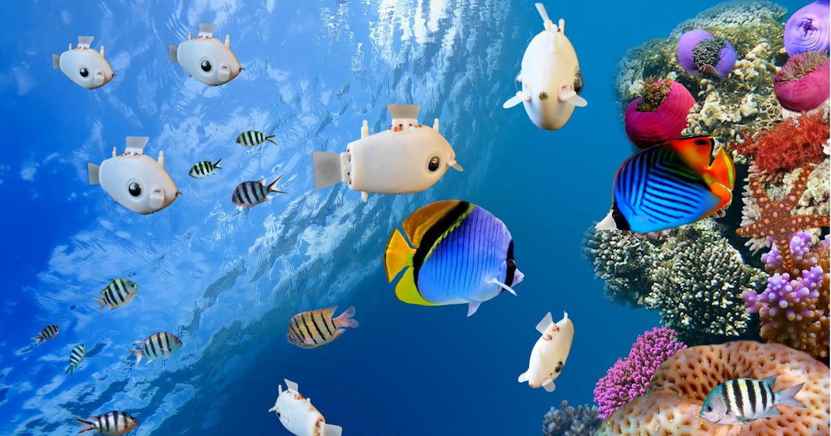 Robot fish illustrate 'collective intelligence' at work in nature - Inverse