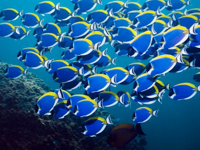 surgeonfish school