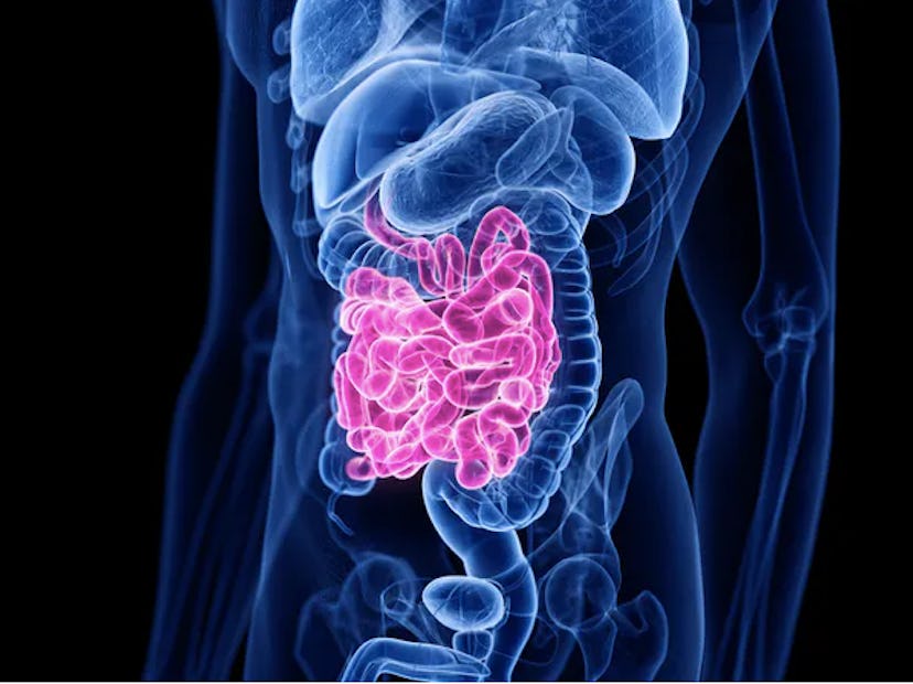 Nutrients get absorbed into your bloodstream — or not — as digestion occurs in your small intestine....