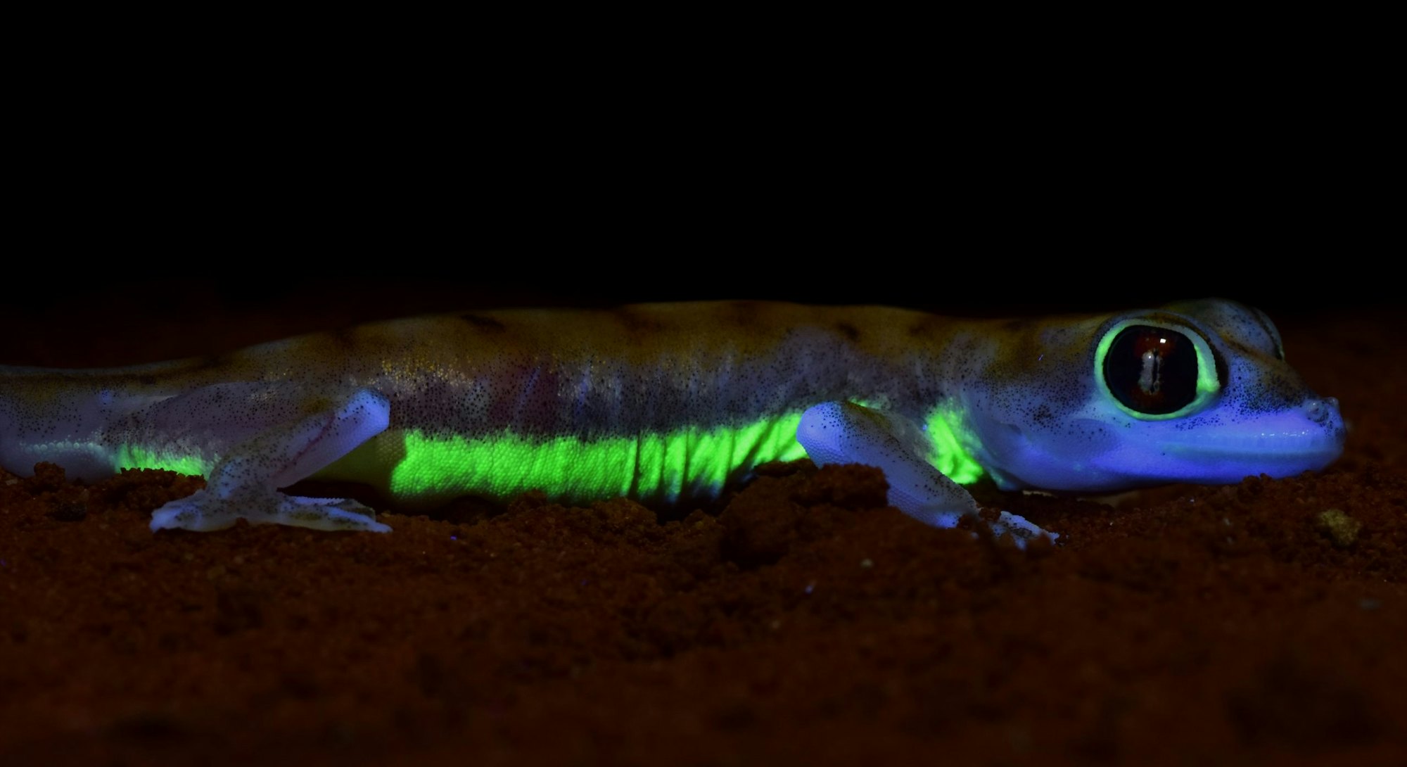 gecko fluorescent