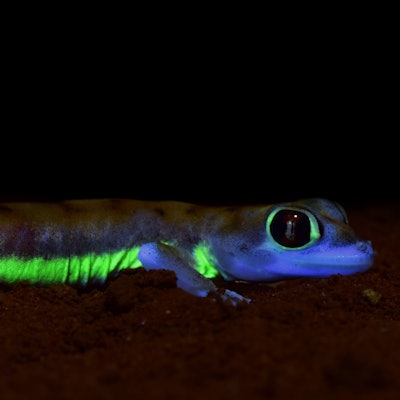 gecko fluorescent