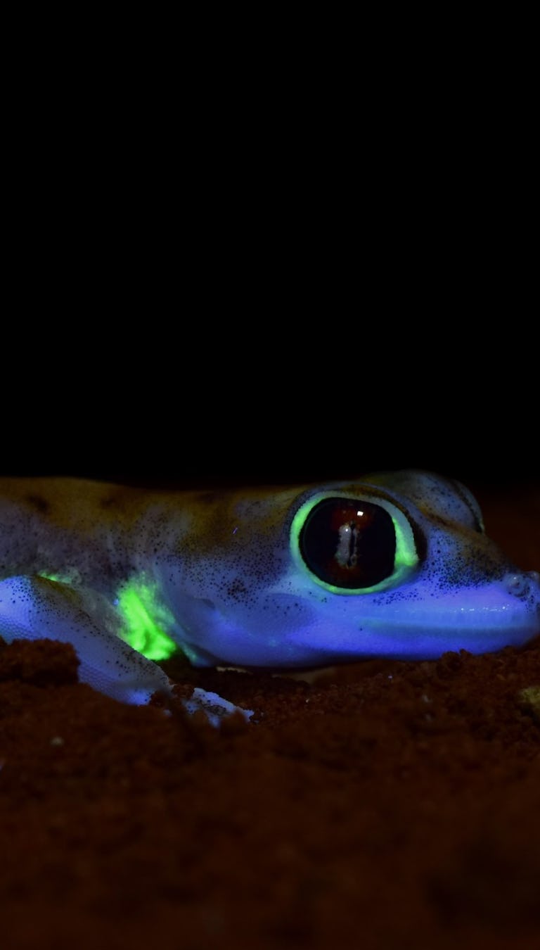 Scientists are baffled by these 6 glow-in-the-dark animals