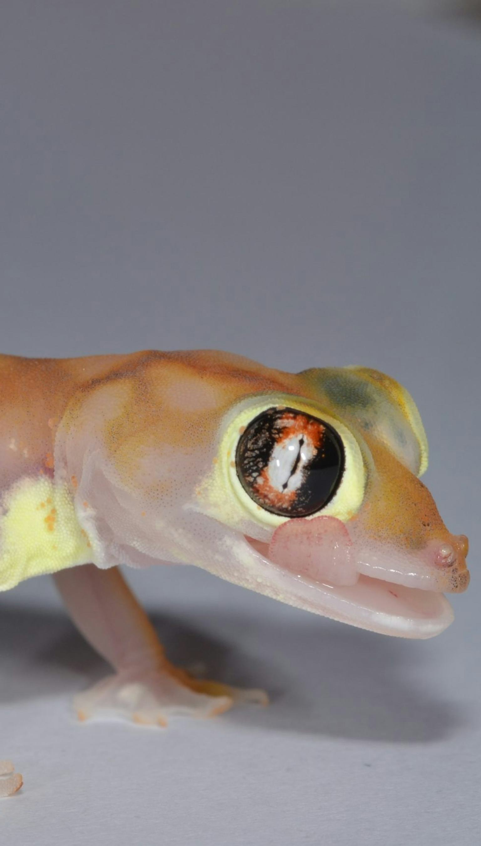 Scientists are baffled by these 6 glow-in-the-dark animals