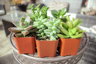 Plants for Pets Succulent Plants (5-Pack)