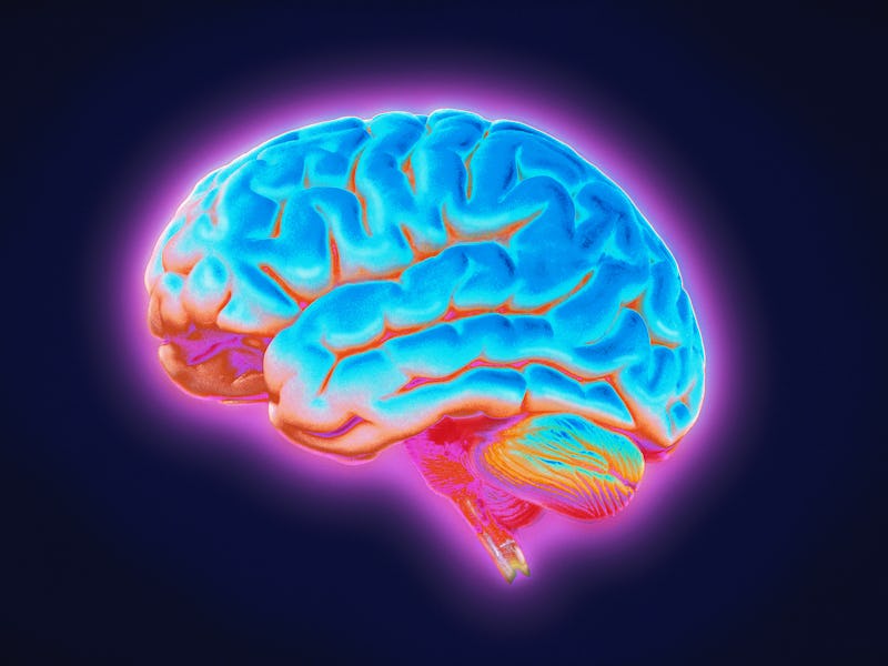 brain