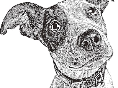 Puppy illustration