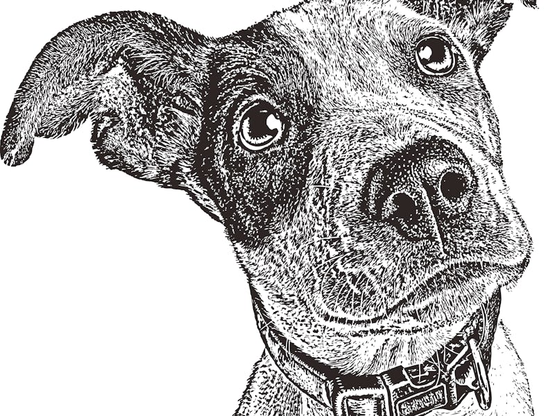 Puppy illustration