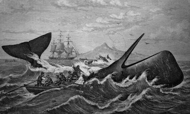 Sailors row out toward a whale.