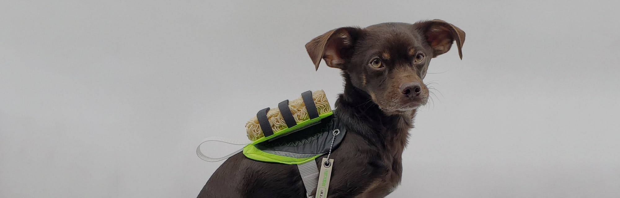 A dog wearing a 'Ramen Saddle'