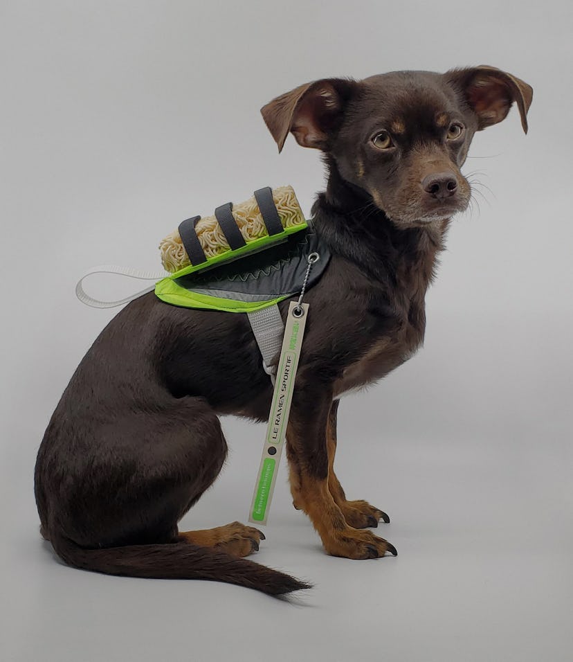 A dog wearing a 'Ramen Saddle'