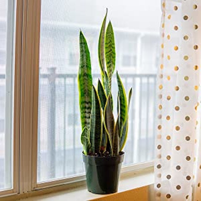 Perfect Plants Snake Plant