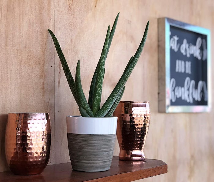 Costa Farms Aloe Vera Plant