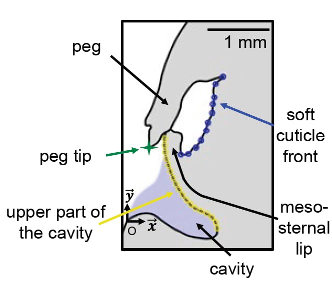 Video: One of nature's most deceptive insects is helping build a better ...