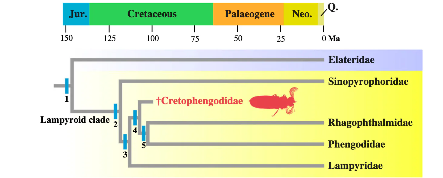 99-million-year-old fossil reveals why these strange animals glow