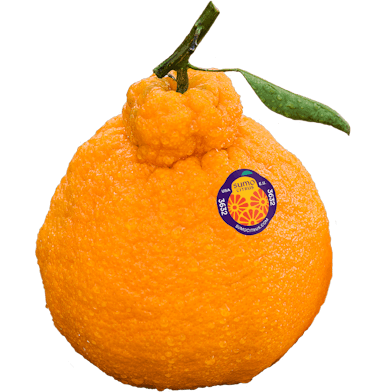 Sumo Citrus