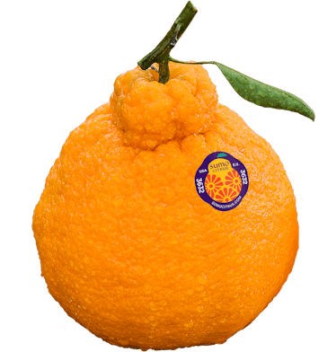 Japanese Snack Reviews: Sumo Citrus Oranges (Dekopon)