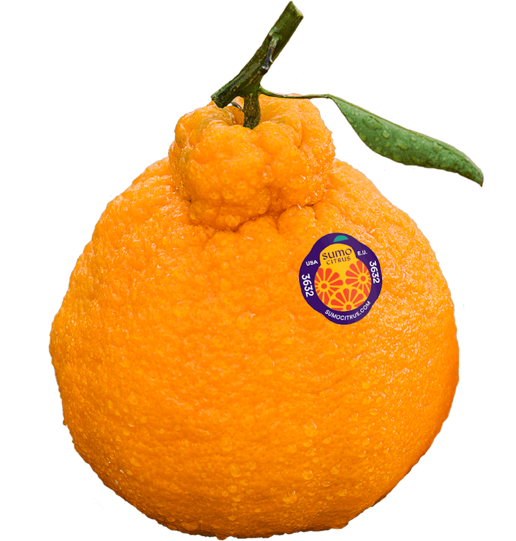 Here's where to buy the Sumo Citrus orange that's taking over social media.