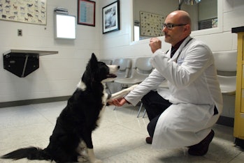 Canine behavioral medicine