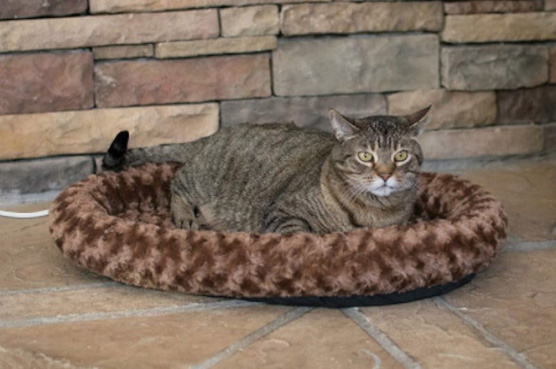 best cat beds for older cats