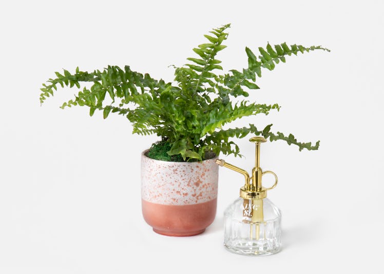 UrbanStems' Valentine's Day 2021 flowers and plants include a Love Fern and so many succulents.