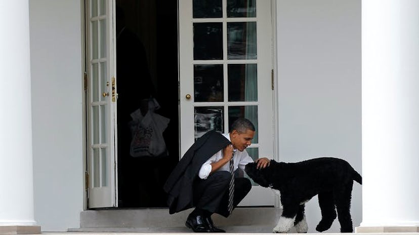 President Barack Obama takes a break outside the Oval Office with his dogBo in 2012. 
