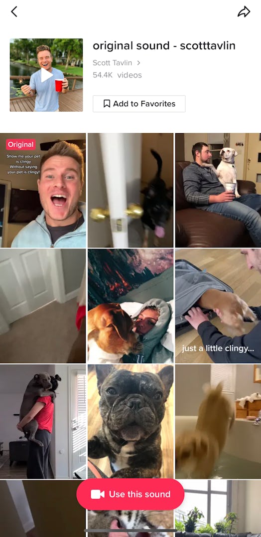 Here's how you can do the TikTok #ClingyPet challenge.