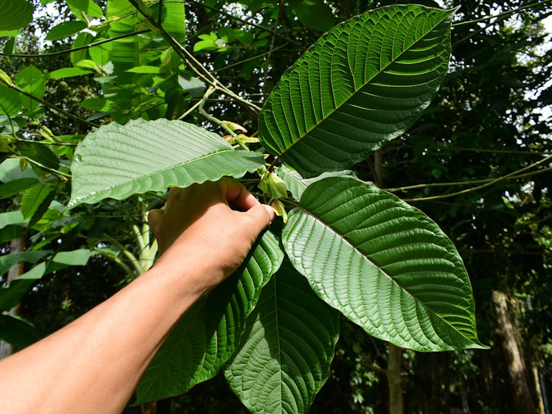 kratom leaves