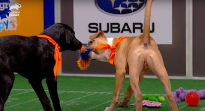 Two dogs tug on a toy in the preview for Puppy Bowl 2021.