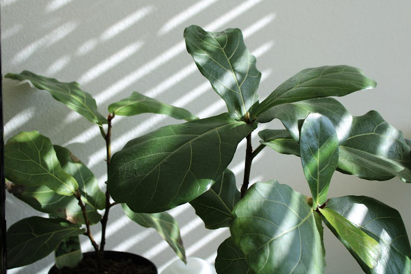 Fiddle Leaf Figs are perfect for Leos.