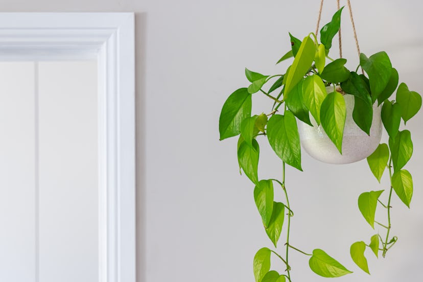 Geminis will get on with Golden Pothos plants.