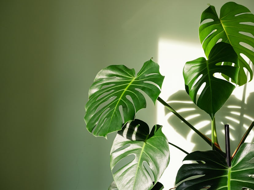 Aries should buy a Monstera Deliciosa for their home.