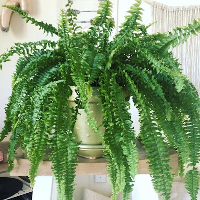 Cancers will love a Boston Fern.