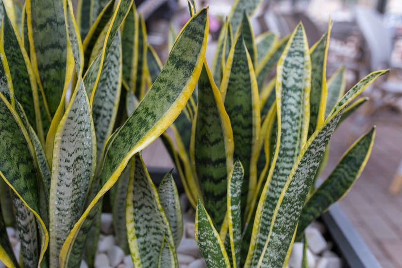 Snake Plants – aka sansevieria zeylandica – are a good choice for Virgos.
