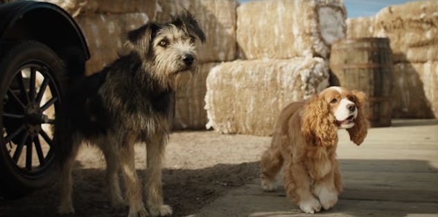 Even dogs can find love in 'Lady & The Tramp!'