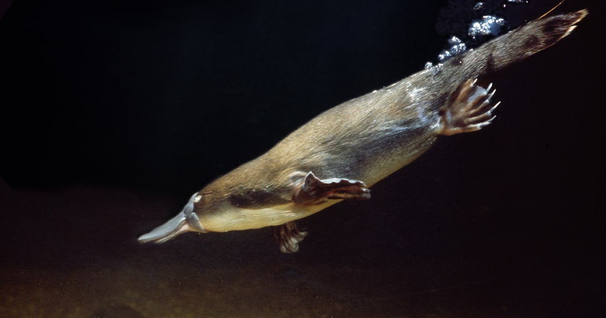 Why do some mammals lay eggs? Strange platypus study explains