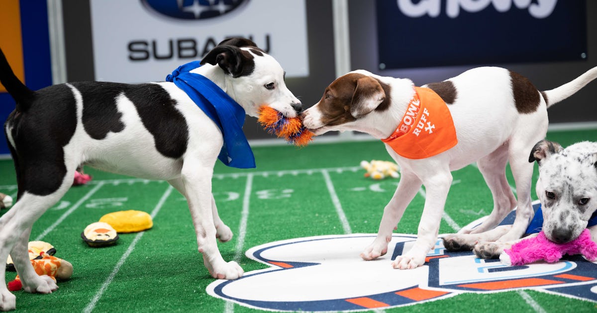 How To Watch The Puppy Bowl In 2021