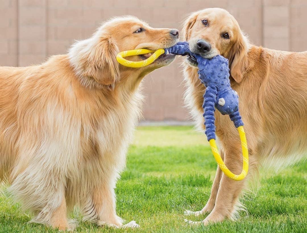 The 6 Best Tug Of War Dog Toys