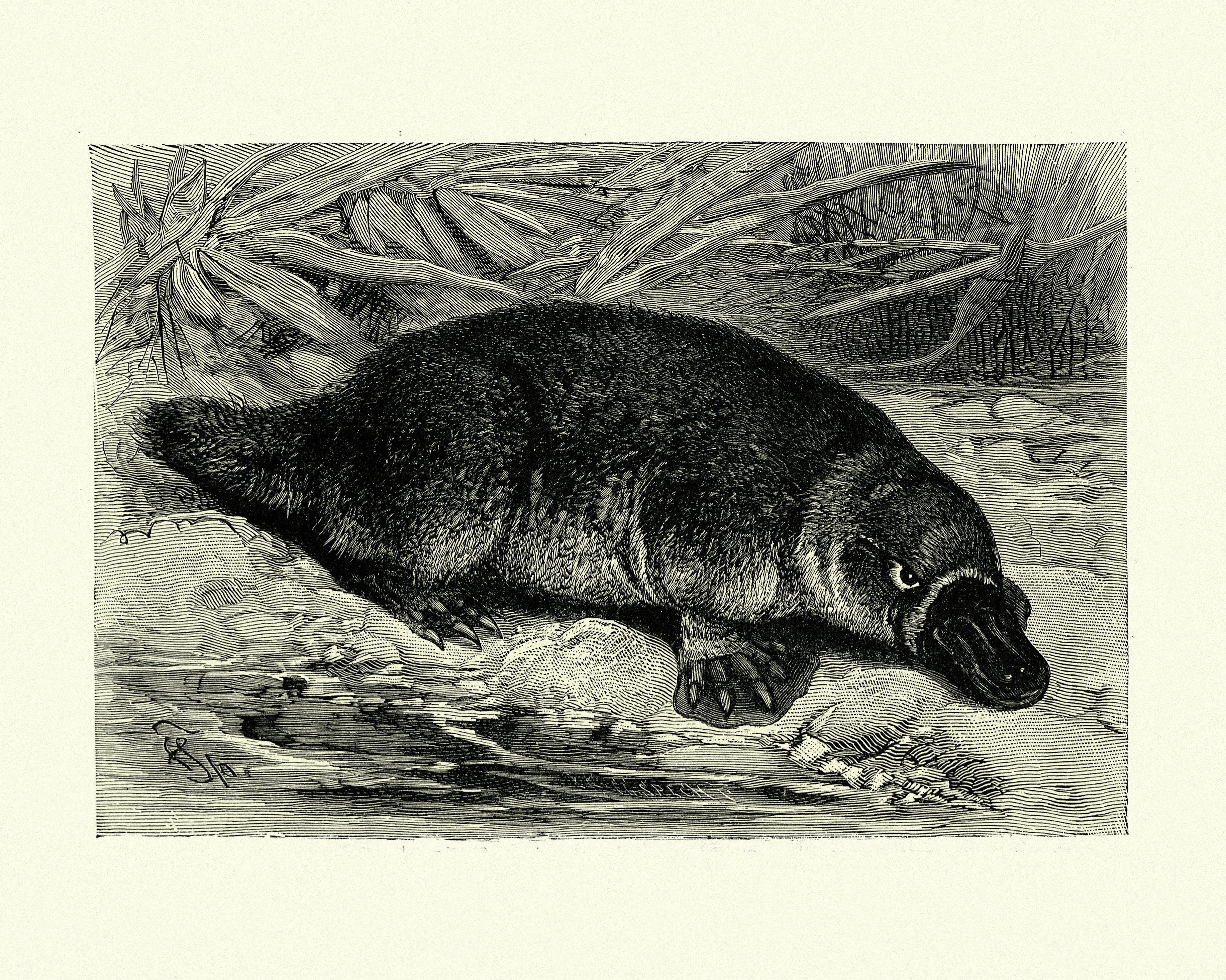 platypus lay eggs