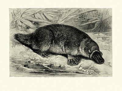 platypus illustration